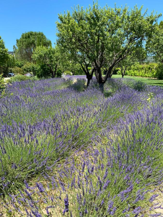 Mas Orea Sous La Glycine Gordes Exterior foto