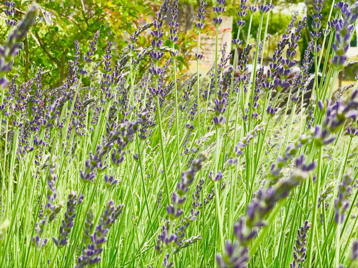 Mas Orea Sous La Glycine Gordes Exterior foto